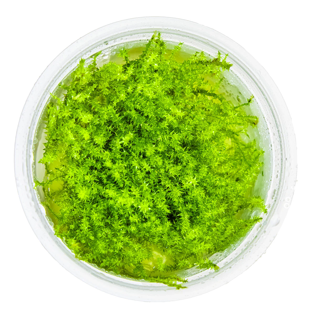 Mosses